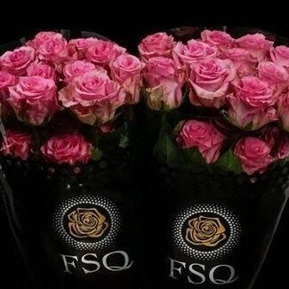 Freshy Grootbloemige Roos “Enjoy” | Kleur: Roze | Lengte ± 50 centimeter | Herkomst Ecuador | Per 20 verse bloemen