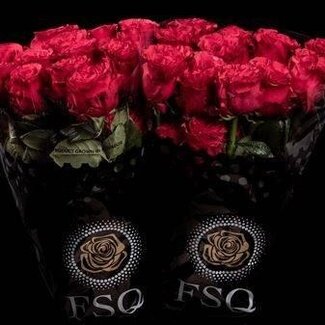 Freshy Rose à grandes fleurs “Exotix Berry” | Couleur: Rouge | Longueur ± 70 centimeter | Origine Équateur | Par 25 fleurs fraîches