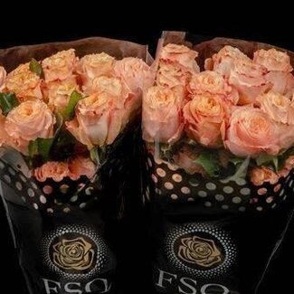 Freshy Grootbloemige Roos “Princess Crown” | Kleur: Roze | Lengte ± 60 centimeter | Herkomst Ecuador | Per 20 verse bloemen