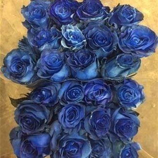 Freshy Grootbloemige Roos “Mondial Blue” Kleurbehandeld | Kleur: Blauw | Lengte ± 60 centimeter | Herkomst Ecuador | Per 20 verse bloemen
