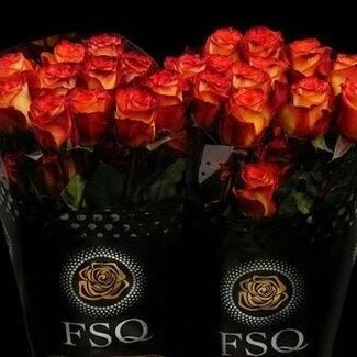 Freshy Grootbloemige Roos “High & Magic” | Kleur: Geel Oranje | Lengte ± 60 centimeter | Herkomst Ecuador | Per 20 verse bloemen