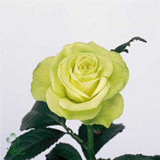 Freshy Grootbloemige Roos “Lemonade” | Kleur: Groen | Lengte ± 60 centimeter | Herkomst Ecuador | Per 20 verse bloemen
