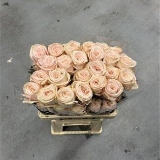 Freshy Large-flowered Rose “Mademoiselle” | Colour: Pink | Length ± 60 centimeter | Origin Ecuador | Per 20 fresh flowers