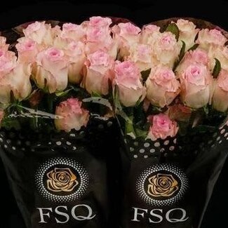 Freshy Grootbloemige Roos “Mandala” | Kleur: Roze | Lengte ± 40 centimeter | Herkomst Ecuador | Per 20 verse bloemen