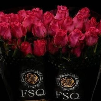 Freshy Rose à grandes fleurs “Pink Floyd” | Couleur: rose | Longueur ± 60 centimeter | Origine Équateur | Par 20 fleurs fraîches