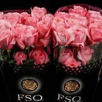 Freshy Rose à grandes fleurs “Pink X-pression” | Couleur: Rose | Longueur ± 60 centimeter | Origine Équateur | Par 20 fleurs fraîches