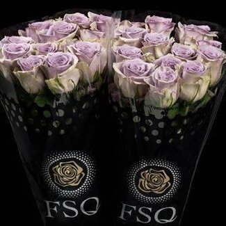 Freshy Großblütige Rose “Shocking Blue” | Farbe: Lila | Länge ± 50 centimeter | Herkunft Ecuador | Pro 20 frische Blumen