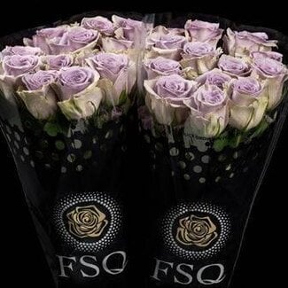 Freshy Large-flowered Rose “Shocking Blue” | Colour: Purple | Length ± 50 centimetre | Origin Ecuador | Per 20 fresh flowers