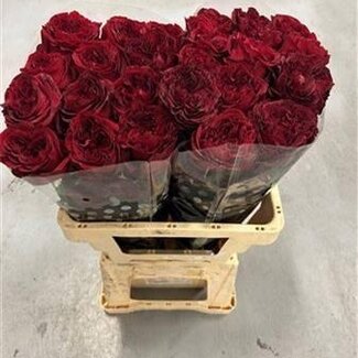 Freshy Rose à grandes fleurs “Red X-pression” | Couleur: Rouge | Longueur ± 50 centimeter | Origine Équateur | Par 20 fleurs fraîches