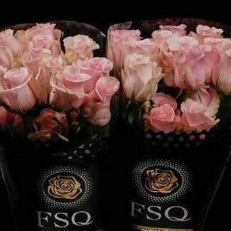 Freshy Grootbloemige Roos “Titanic” | Kleur: Roze | Lengte ± 60 centimeter | Herkomst Ecuador | Per 20 verse bloemen