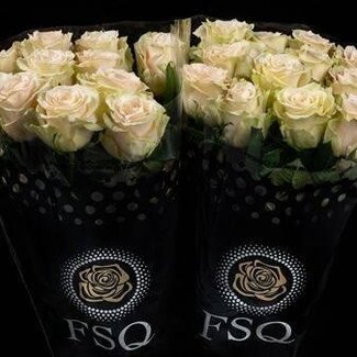 Freshy Grootbloemige Roos “Wedding Dance” | Kleur: Roze | Lengte ± 50 centimeter | Herkomst Ecuador | Per 20 verse bloemen