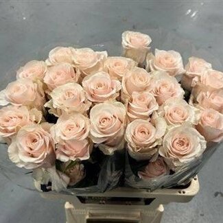 Freshy Grootbloemige Roos “Sweet Beat” | Kleur: Roze | Lengte ± 60 centimeter | Herkomst Ecuador | Per 20 verse bloemen