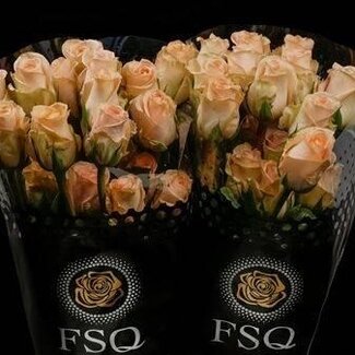 Freshy Großblütige Rose “Tiffany” | Farbe: Rosa | Länge ± 60 centimeter | Herkunft Ecuador | Pro 20 frische Blumen
