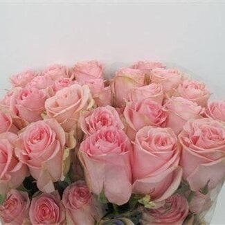 Freshy Large-flowered Rose “Luciano” | Colour: Pink | Length ± 50 centimetre | Origin Ecuador | Per 25 fresh flowers