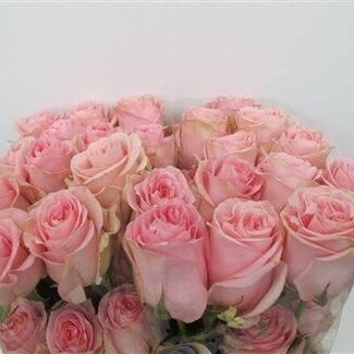 Freshy Rose à grandes fleurs “Luciano” | Couleur: Rose | Longueur ± 50 centimeter | Origine Ecuador | Par 25 fleurs fraîches