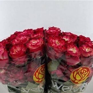 Freshy Rose à grandes fleurs “Apple Jack” | Couleur: Rouge | Longueur ± 50 centimeter | Origine Équateur | Par 25 fleurs fraîches