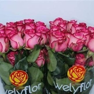 Freshy Rosen “Carousel” | Farbe: rosa | Länge ± 50 centimeter | Pro 25 Rosen