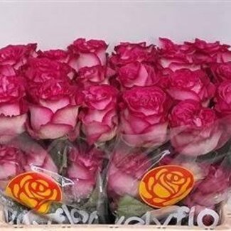 Freshy Rozen “Dark Crown” | Kleur: Fuchsia | Lengte ± 50 centimeter | Per 25 rozen