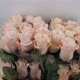 Freshy Roses “Sweet Beat” | Couleur: Rose | Longueur ± 50 centimeter | Par 25 roses