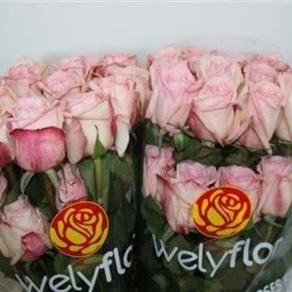 Freshy Rosen “Pink Ohara” | Farbe: Rosa | Länge ± 60 centimeter | Pro 25 Rosen