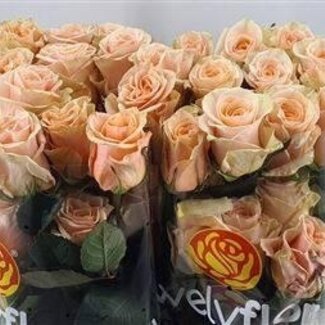 Freshy Roses “Phoenix” | Couleur: Pêche | Longueur ± 50 centimeter | Par 25 roses