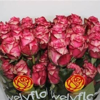 Freshy Roses “Magic Times” | Colour: Pink | Length ± 40 centimetre | Per 25 roses
