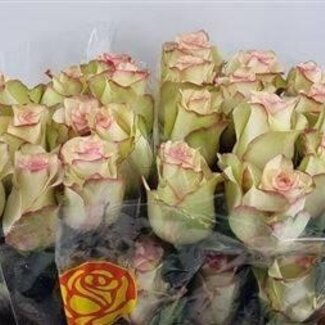 Freshy Roses “Crazy Diamond” | Couleur: Jaune Rose | Longueur ± 50 centimeter | Par 25 roses