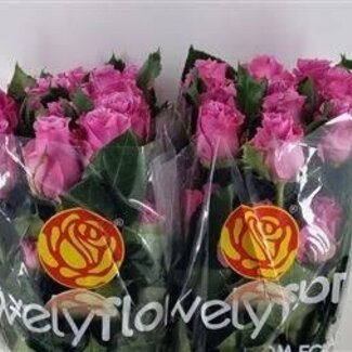Freshy Rozen “Breathless” | Kleur: Paars Roze | Lengte ± 50 centimeter | Per 25 rozen