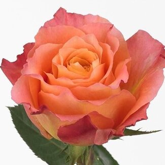 Freshy Rosen “Free Spirit” | Farbe: Koralle | Länge ± 40 centimeter | Pro 25 Rosen