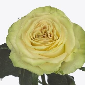 Freshy Roses “Dinamic” | Couleur: Blanc | Longueur ± 50 centimeter | Par 25 roses