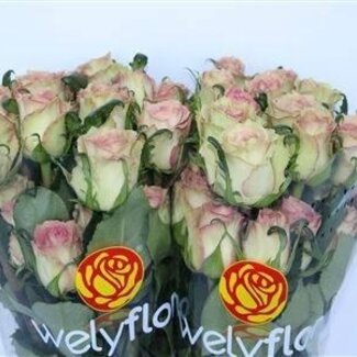 Freshy Roses “Sweet Elegance” | Colour: Pink White | Length ± 60 centimeter | Per 25 roses