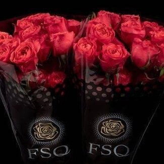 Freshy Großblumige Rose “Dark X-pression” | Farbe: Fuchsia | Länge ± 50 centimeter | Herkunft Ecuador | Pro 20 frische Blumen