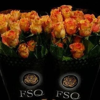 Freshy Großblütige Rose “Butterfly” | Farbe: Gelb Orange | Länge ± 60 centimeter | Herkunft Ecuador | Pro 20 frische Blumen