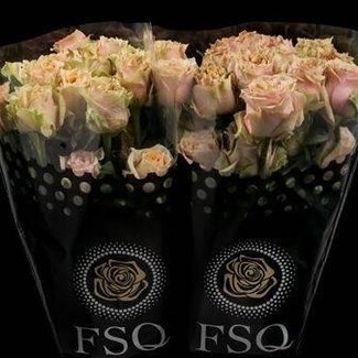 Freshy Grootbloemige Roos “Caramel Macchiato” | Kleur: Geel Roze | Lengte ± 60 centimeter | Herkomst Ecuador | Per 20 verse bloemen