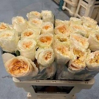 Freshy Grootbloemige Roos “Crystal Flame” | Kleur: Geel Oranje | Lengte ± 70 centimeter | Herkomst Ecuador | Per 20 verse bloemen