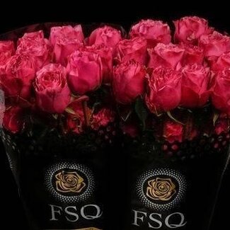 Freshy Grootbloemige Roos “Cherry Carpe Diem” | Kleur: Roze | Lengte ± 50 centimeter | Herkomst Ecuador | Per 20 verse bloemen