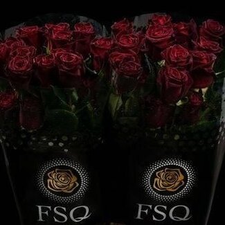 Freshy Großblütige Rose “Black Baccara” | Farbe: Rot | Länge ± 50 centimeter | Herkunft Ecuador | Pro 20 frische Blumen