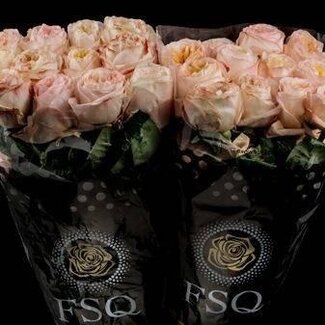 Freshy Grootbloemige Roos “Cream X-pression” | Kleur: Roze | Lengte ± 50 centimeter | Herkomst Ecuador | Per 20 verse bloemen
