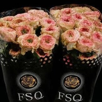 Freshy Grootbloemige Roos “Charming Corneille” | Kleur: Wit Roze | Lengte ± 50 centimeter | Herkomst Ecuador | Per 25 verse bloemen