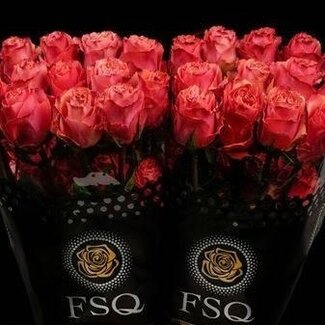 Freshy Großblütige Rose “Hot Carpe Diem” | Farbe: Rot Rosa | Länge ± 60 centimeter | Herkunft Ecuador | Pro 20 frische Blumen