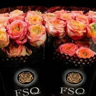 Freshy Grootbloemige Roos “Houdini” | Kleur: Roze | Lengte ± 50 centimeter | Herkomst Ecuador | Per 20 verse bloemen