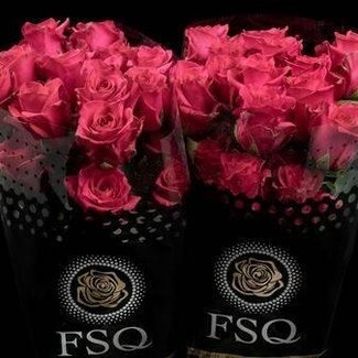 Freshy Large-flowered Rose “Hot Explorer” | Colour: Pink | Length ± 60 centimeter | Origin Ecuador | Per 20 fresh flowers