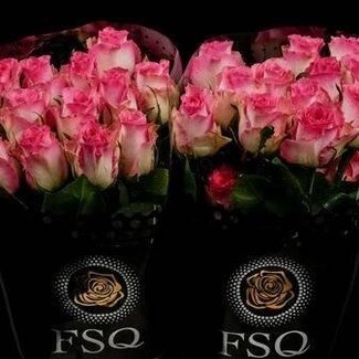 Freshy Rose grandiflore “Malibu” | Couleur: Rose | Longueur ± 60 centimeter | Origine Équateur | Par 20 fleurs fraîches