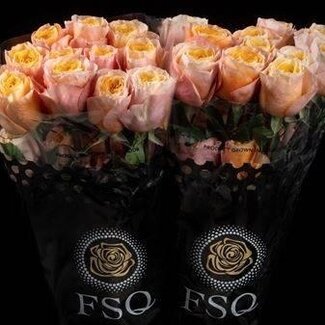 Freshy Großblütige Rose “Kings Cross” | Farbe: Gelb Pink | Länge ± 60 centimeter | Herkunft Ecuador | Pro 20 frische Blumen