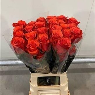 Freshy Grootbloemige Roos “Orange Crown” | Kleur: Oranje | Lengte ± 60 centimeter | Herkomst Ecuador | Per 20 verse bloemen
