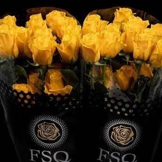 Freshy Large-flowered Rose “Impact” | Colour: Yellow | Length ± 60 centimeter | Origin Ecuador | Per 20 fresh flowers