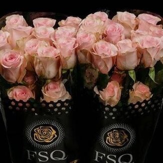 Freshy Grootbloemige Roos “Novia” | Kleur: Roze | Lengte ± 60 centimeter | Herkomst Ecuador | Per 20 verse bloemen
