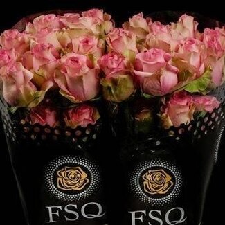 Freshy Grootbloemige Roos “Maggie” | Kleur: Roze | Lengte ± 60 centimeter | Herkomst Ecuador | Per 20 verse bloemen