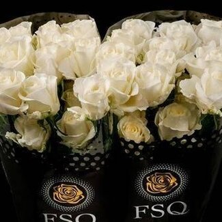 Freshy Großblütige Rose “Tibet” | Farbe: Weiß | Länge ± 50 centimeter | Herkunft Ecuador | Pro 20 frische Blumen