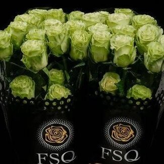 Freshy Grootbloemige Roos “Wasabi” | Kleur: Geel Groen | Lengte ± 60 centimeter | Herkomst Ecuador | Per 20 verse bloemen